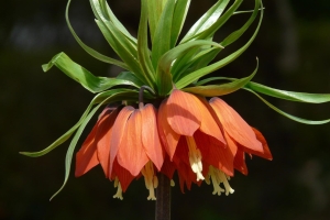 Fritillaria Kaiserkrone