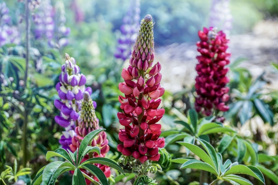 Lupinen