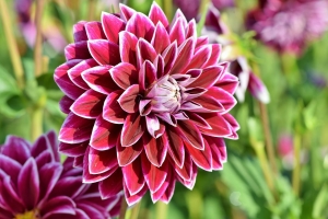 Schmuck/Kaktusdahlien