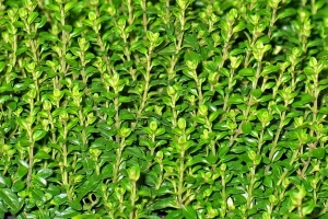 Thymian