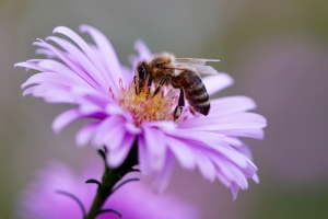 Bienen- und Nützlingssaat