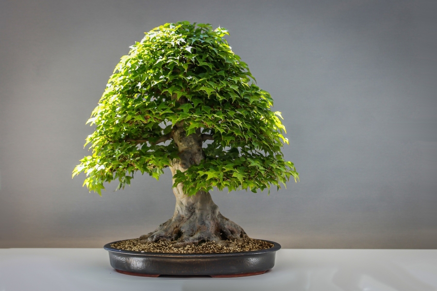 Bonsai - Samenhaus Knieke - Ihr Fachmarkt!, Seite 2
