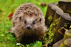 Igel