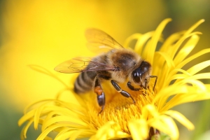 Insekten