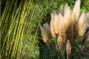 Gräser / Bambus