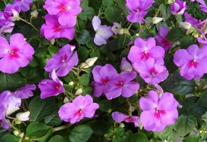 Impatiens/Fl.Lieschen