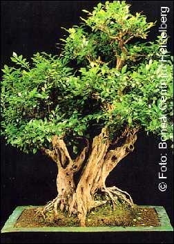 unterschied philodendron und efeutute Efeutute  ruuds