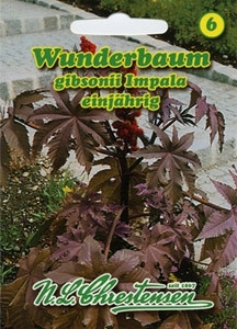 Wunderbaum Ricinus rotstielig