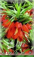 Fritillaria Kaiserkrone Rot 90cm 1Stk.