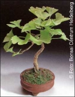 Ginkgo-Bonsai Der Urweltbaum
