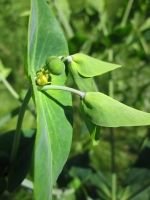 Kreuzwolfsmilch / Euphorbia lathyris