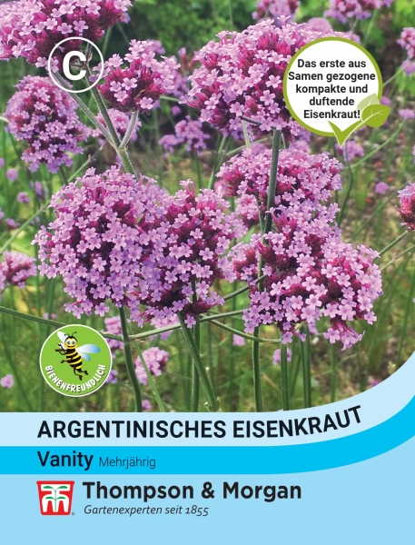 Argentinisches Eisenkraut Vanity 80cm