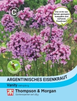 Argentinisches Eisenkraut Vanity 80cm