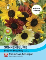 Sonnenblume Beaches Mischung