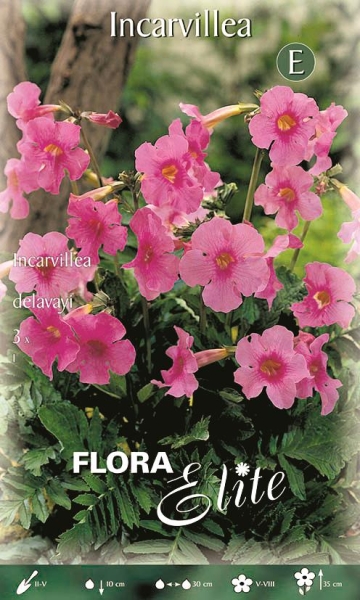 Gartengloxinie 3 Stück