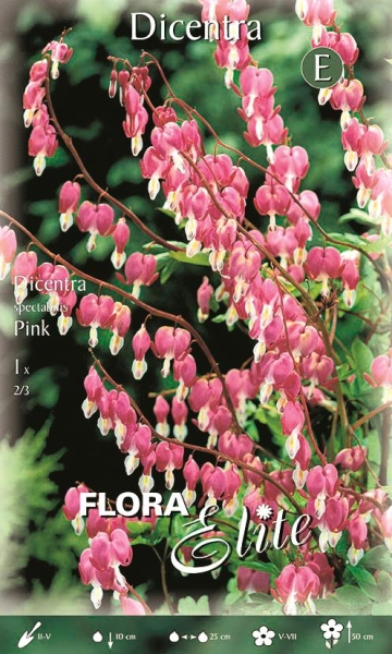 Dicentra spectabilis Pink