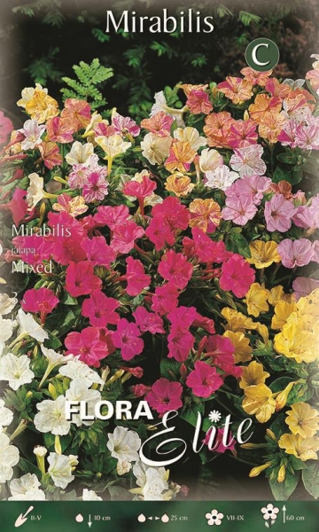 Mirabilis jalapa Mixed