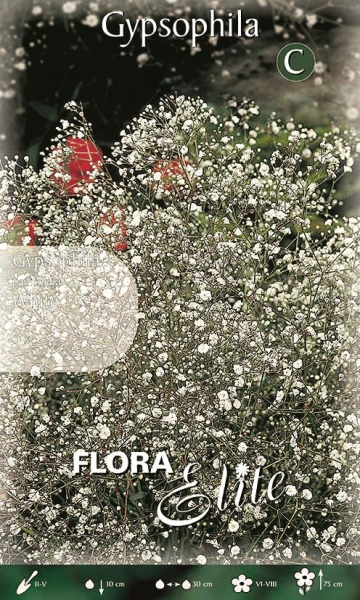 Gypsophila paniculata White