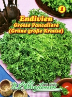 Endivien Grosse Pancaliere  Grüne große Krause
