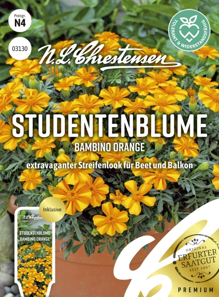 Tagetes Bambino