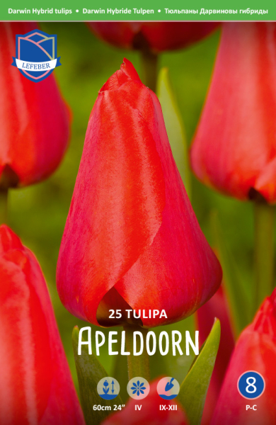 Tulpe Apeldoorn 60cm 25 Stk.