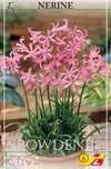 Nerine bowdenii