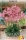 Nerine bowdenii