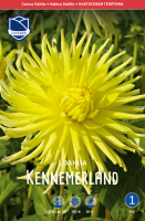 Dahlie Kennemerland 1St.