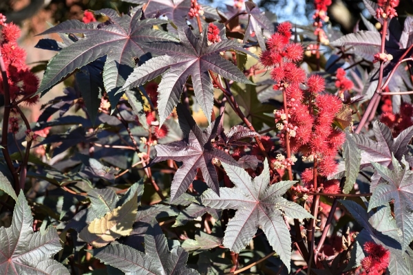 Wunderbaum Ricinus rot 20 Samen