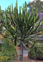 Euphorbia Afrikanischer Baum