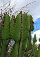 Euphorbia Afrikanischer Baum