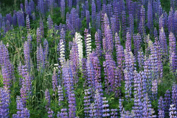 Süßlupine 1Kg/60m²