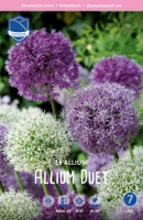 Allium Duet Mischung 15 Stück