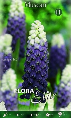 Muscari Grape Ice 15cm 10Stk.