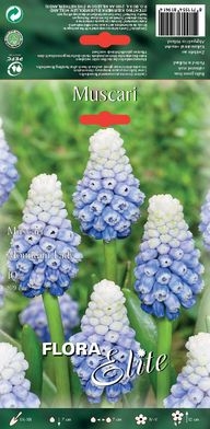 Muscari Mountain Lady 15cm 10Stk.