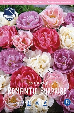 Tulpe Romantic Surprise 15 Stk.