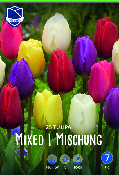 Tulpe Triumph Mix 40cm 25 Stk.