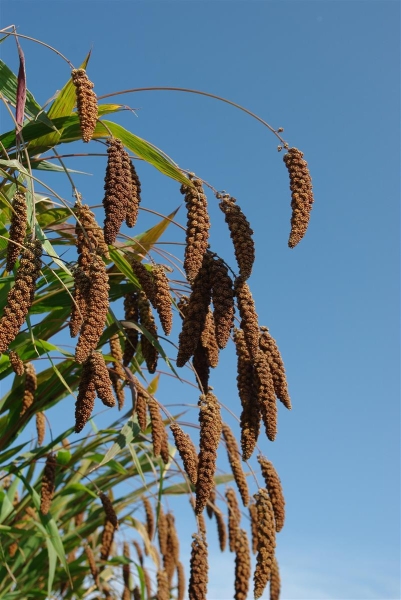 Bio-Kolbenhirse Herbstfeuer