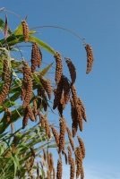 Bio-Kolbenhirse Herbstfeuer