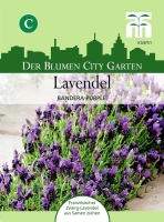 Lavendel Bandera Purple MHD 12/24