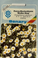 Zwerg-Wucherblume Weißer Ring MHD 12/24