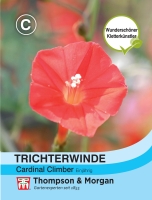 Trichterwinde Cardinal Climber