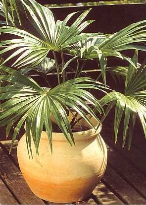 Australische Schirmpalme / 3 Samen