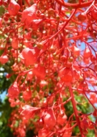 Australischer Flammenbaum