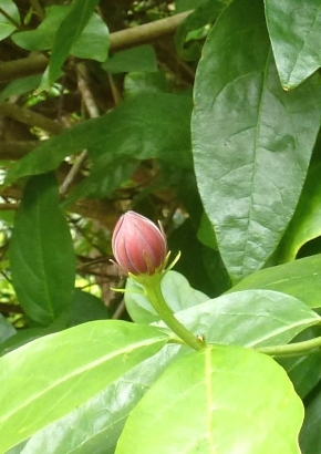 Echter Gewürzstrauch / 4 Samen