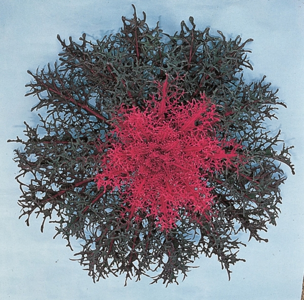 Zierkohl Red Peacock