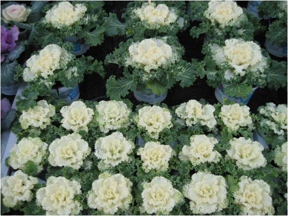 Zierkohl Nagoya Weiß