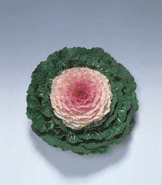 Zierkohl Pigeon Victoria