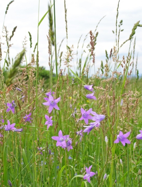 Wiesenglockenblume