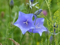 Wiesenglockenblume